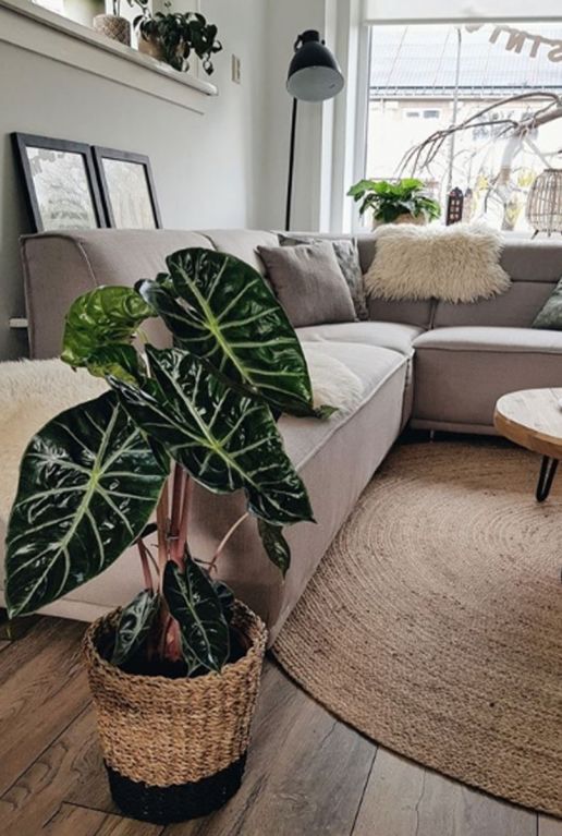 Kamerplant alocasia marocco purple night