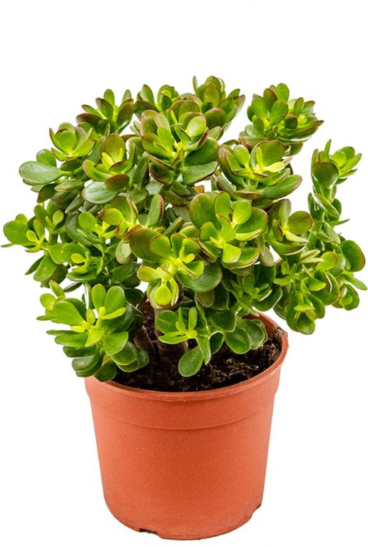 Crassula ovata minor - Jadestrauch