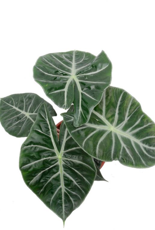 Alocasia marocco purple night