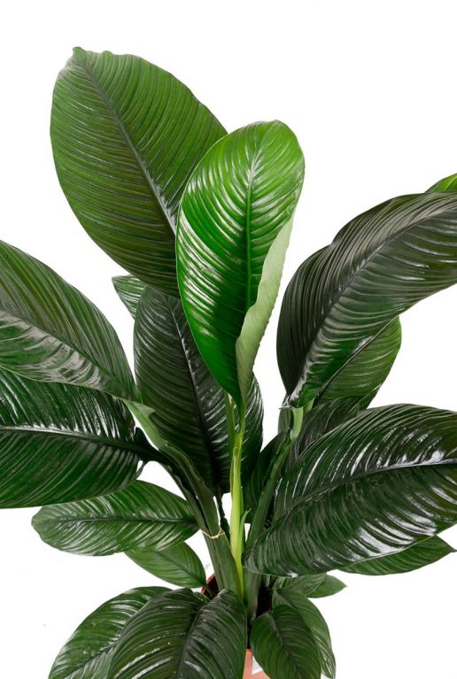 Spathiphyllum sensation zimmerpflanze mit großen Blättern