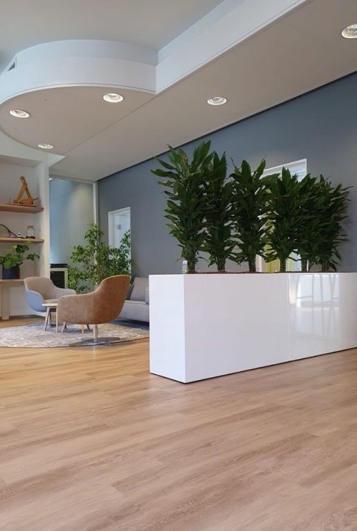 Bürobepflanzung Dracaena 