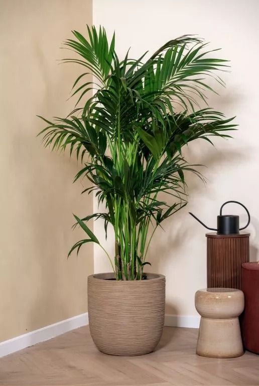 Kentia-grote-kamerplant-actie 1 1