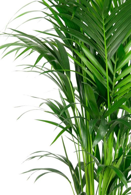 Kentia palm bladeren 1 6