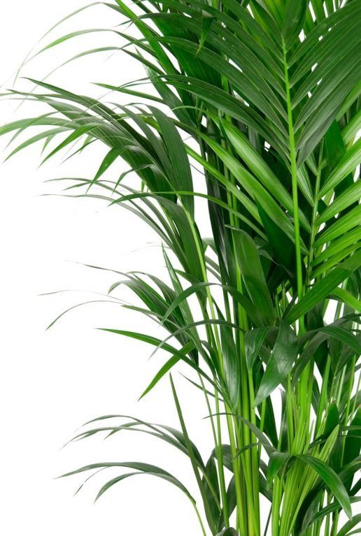 Kentia palm bladeren 1 7 1