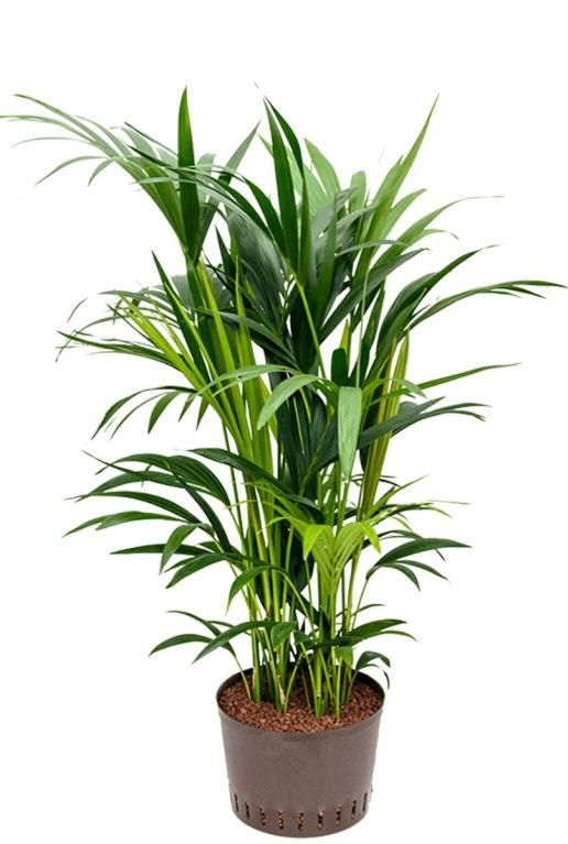 Kentia-Palme Zimmerpflanze