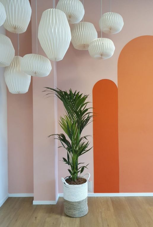 Kentia palme in Korb