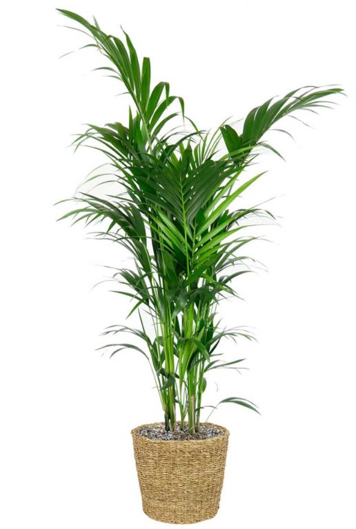 Kentia palm in mand 2 2