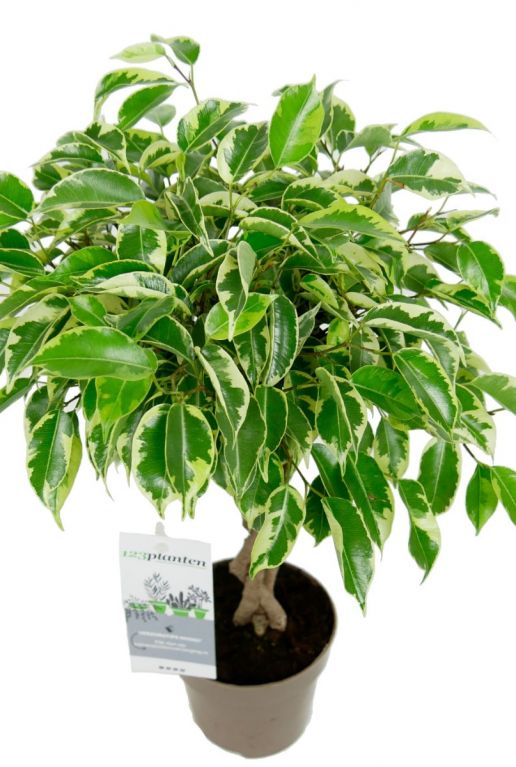 kleiner ficus baum