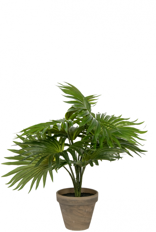 Kleine Palmen-Nep-Pflanze