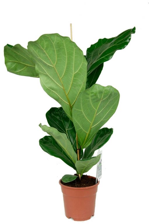 Kleine ficus lyrata pflanze