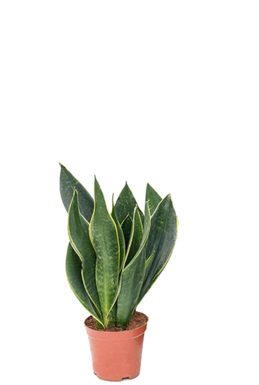 Kleine sansevieria black diamond