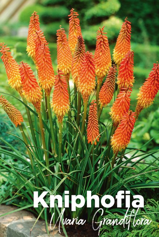 Kniphofia uvaria grandiflora blumenzwiebeln