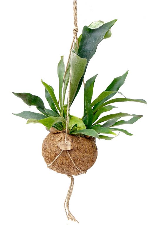 Kokodama platycerium staghornfarn