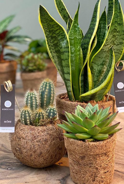 Kokodama sansevieria 1
