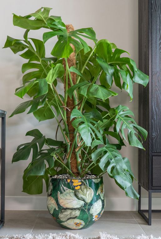 Syngonium Red Spot blad