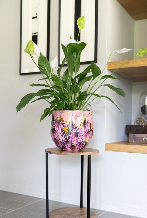 Lammie pot polly pink plant 3