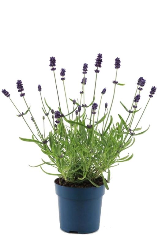 Lavande angustifolia felice p10 1