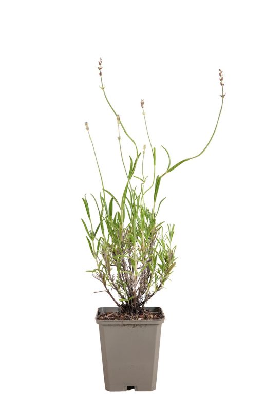 Lavandula ang