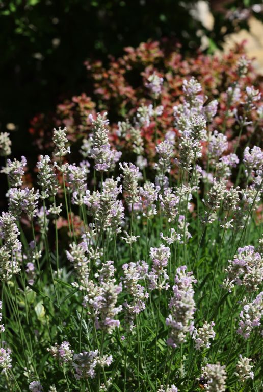 Lavandula angustifolia edelweiss gartenpflanze