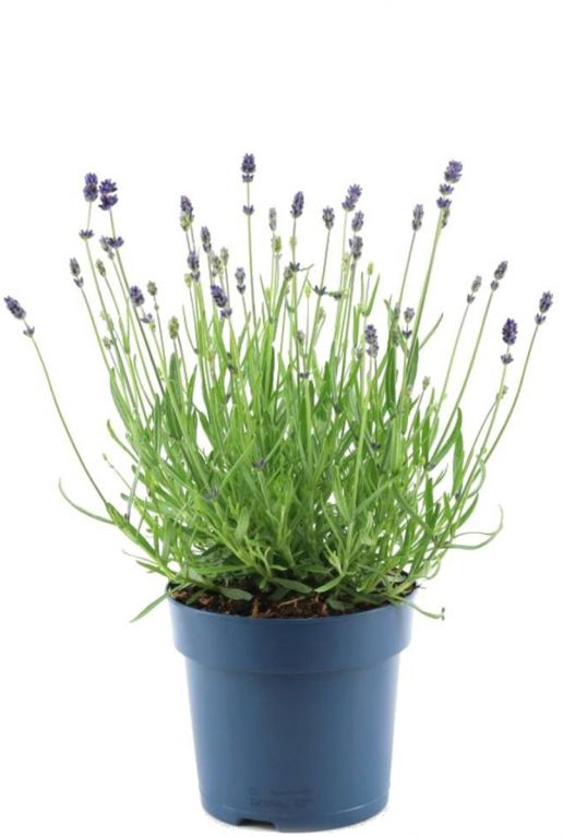 Lavandula angustifolia felice p15