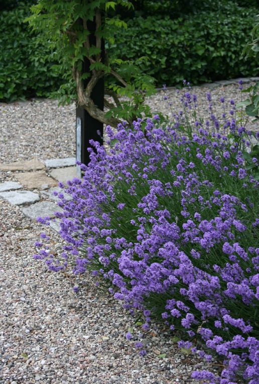 Lavandula angustifolia hidcote gartenpflanze