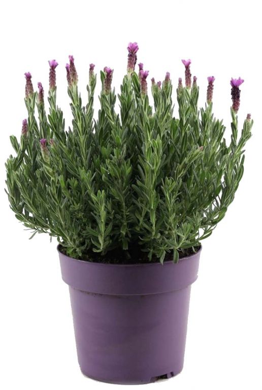 Lavendel stoechas anouk p19