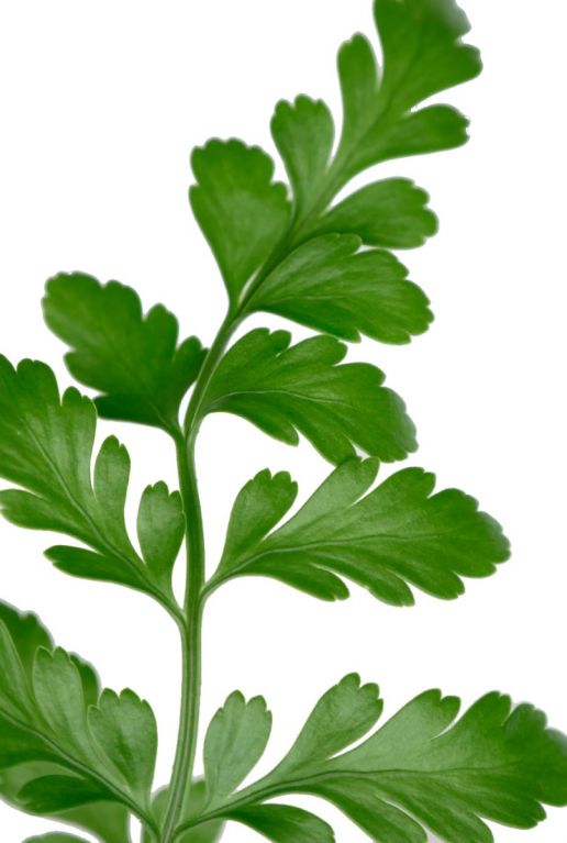 farn blatt