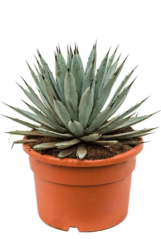 Agave macroacantha sukkulente