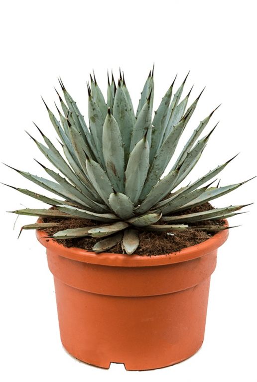 Agave macroacantha  sukkulente