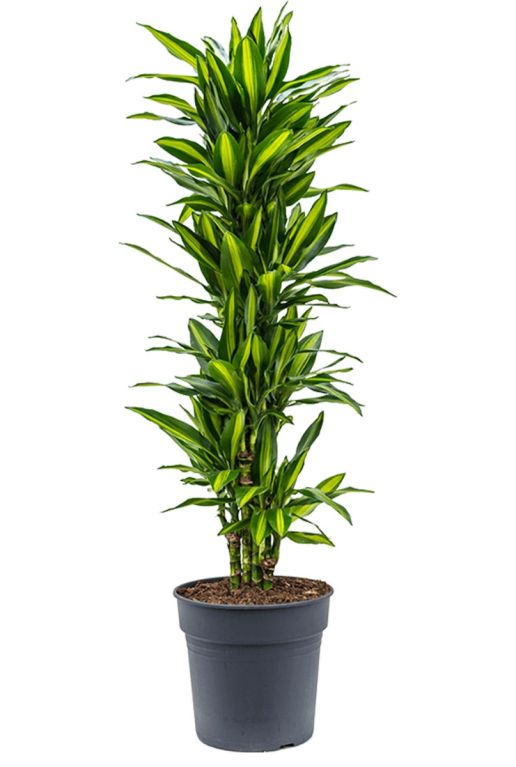 Dracaena cintho