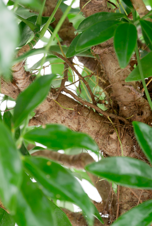 Schefflera Compacta
