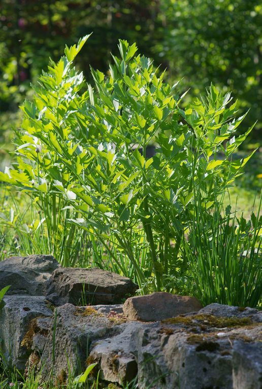 Levisticum officinale plante de jardin