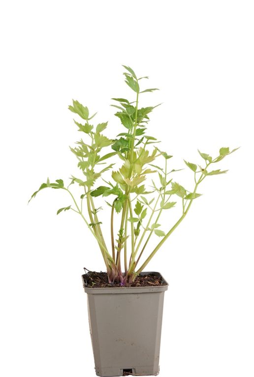 Levisticum officinale pot9