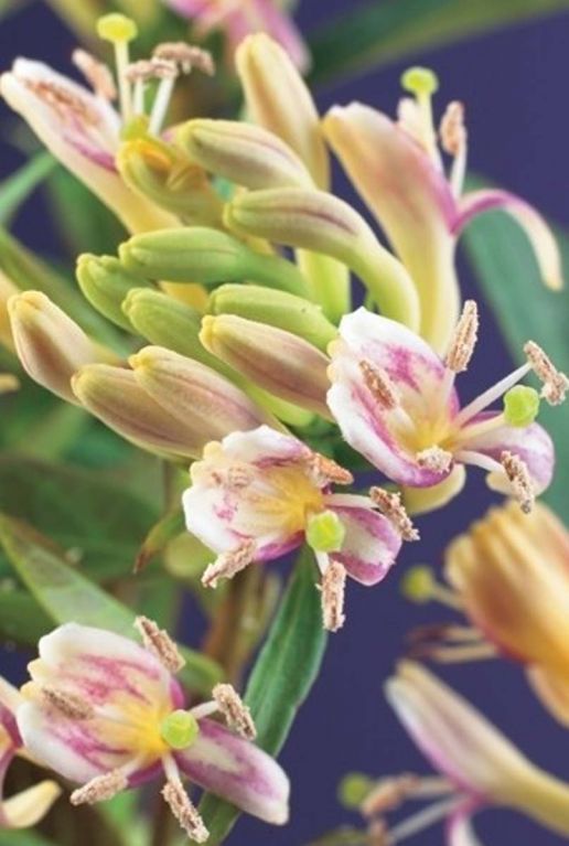 Lonicera copper beauty gartenpflanze