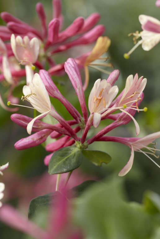 Lonicera goldflame gardenpflanze