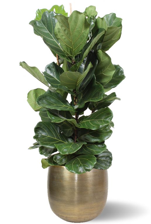 Lyrata plant in pot