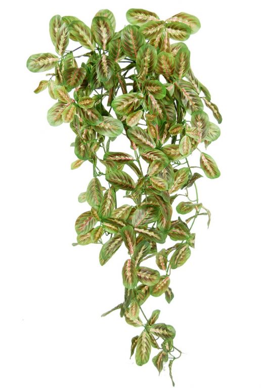 Maranta Kunstpflanzen von 70cm kaufen?- 123zimmerpflanzen