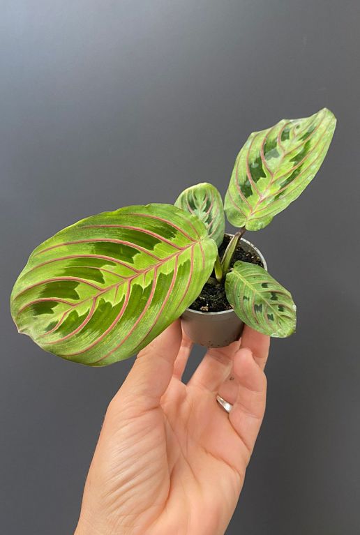 Maranta leuconeura red stripe