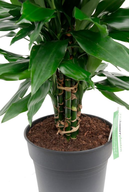 dracaena stämme