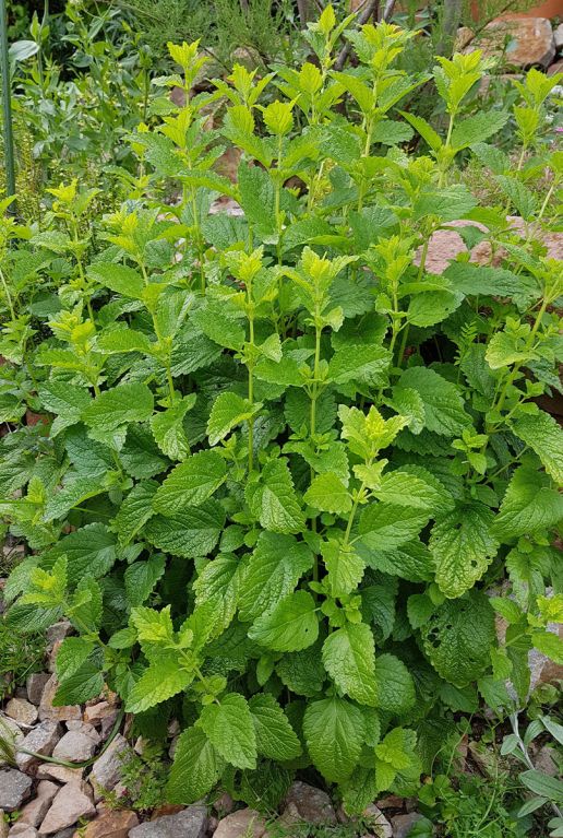 Melissa officinalis gartenpflanze