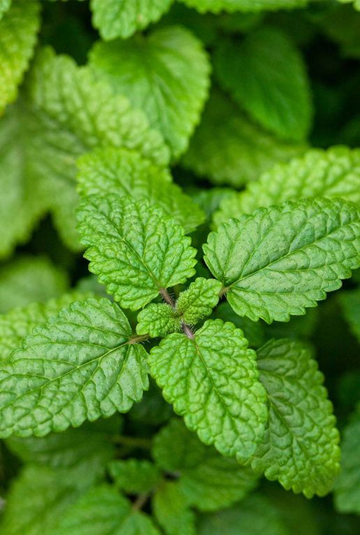 Melissa officinalis p9