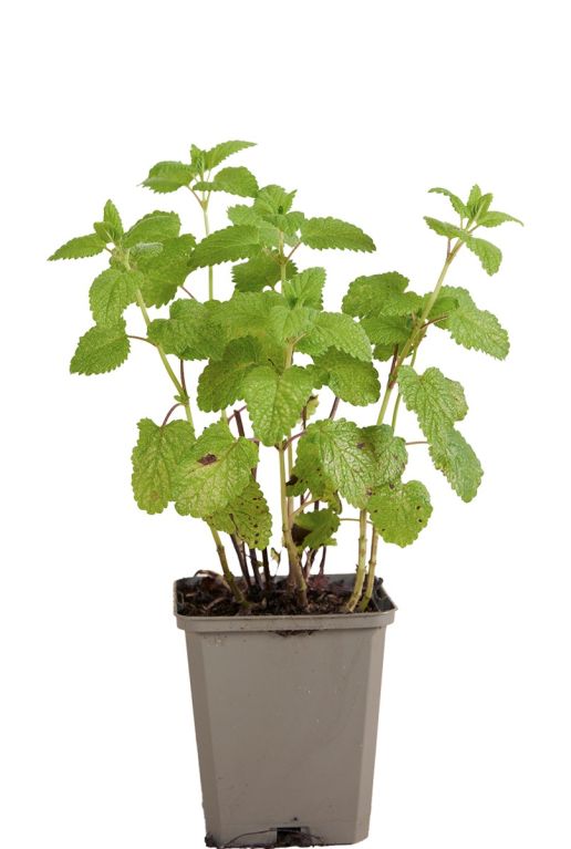 Melissa officinalis pot9