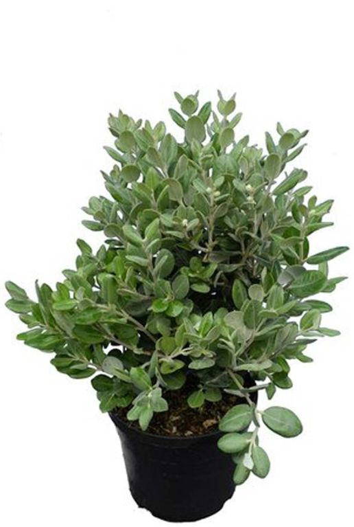 Metrosideros excelsa p19