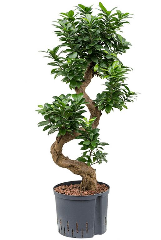 Microcarpa compacta kamerplant hydrocultuur