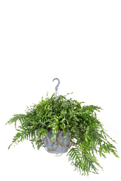 Microsorum diversifolium hangplant
