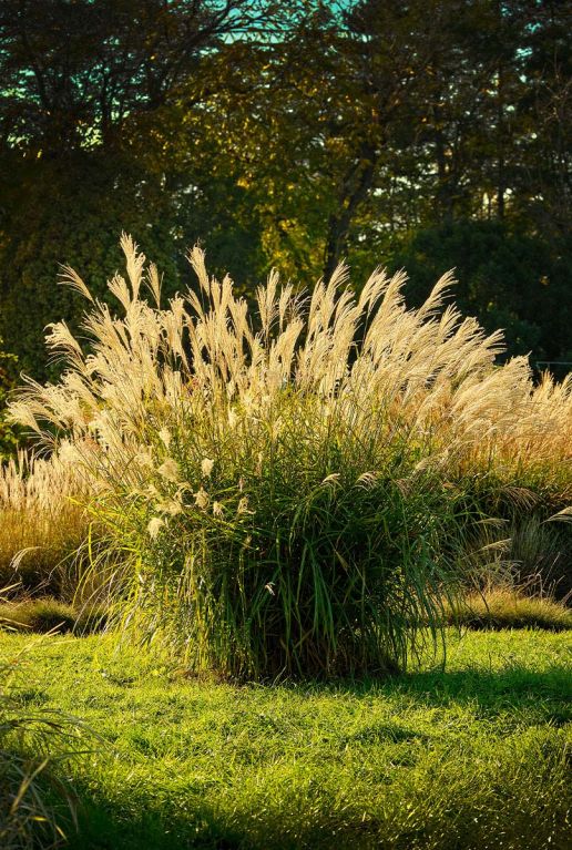Miscanthus sinensis gartenpflanze