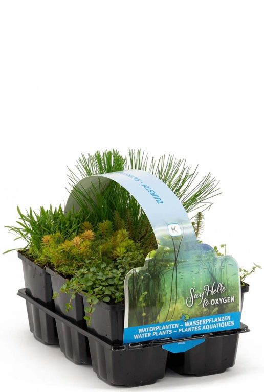 Mix zuurstofrijke vijverplanten
