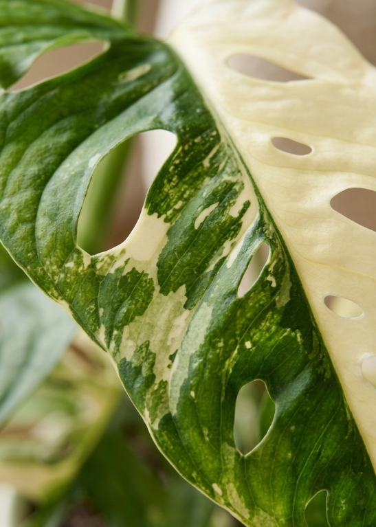 Monstera Adansonii Variegata