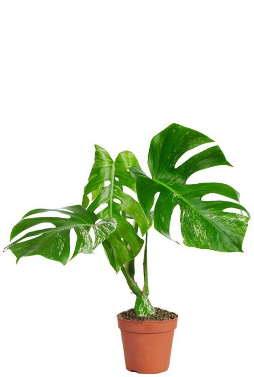 Monstera deliciosa variegata 15