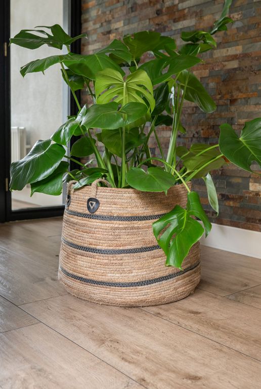 Monstera in gestreepte mand 2